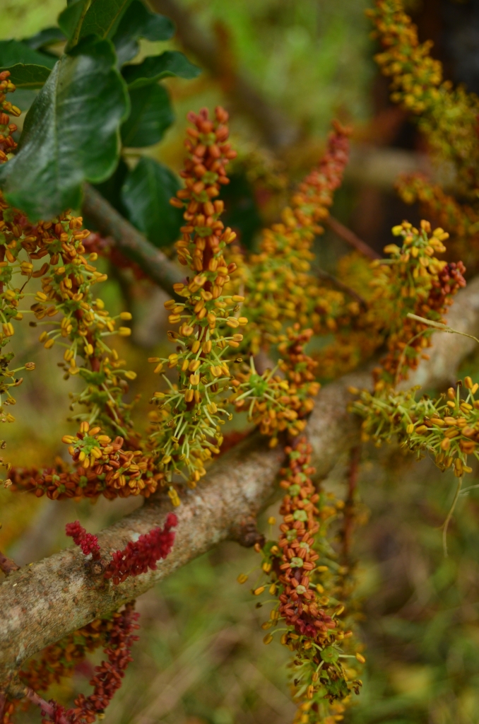 Clusters of longer yellow, female carob tree flowers. 