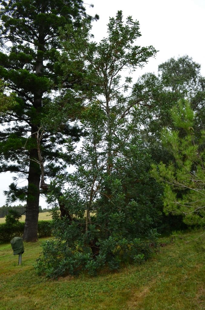 Carob tree growing by the summerhouse at Rouse Hill House