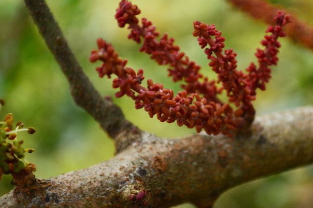 Carob tree flower at Rouse Hill