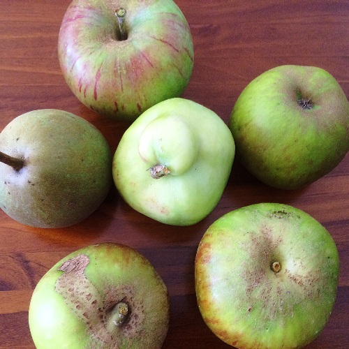 Heirloom apples from the orchard at Port Arthur