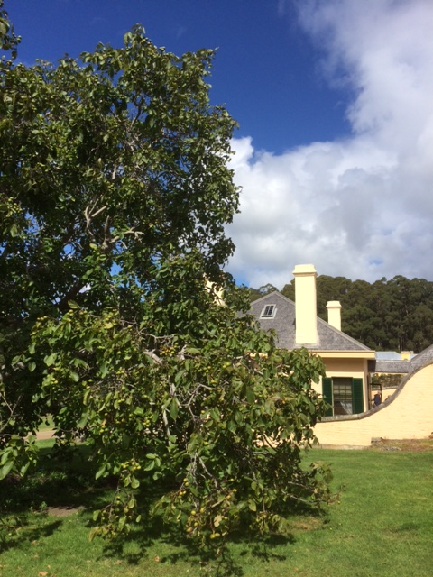 Walnut tree and Junior Medical Officer's house, Port Arthur, Tasmania. 