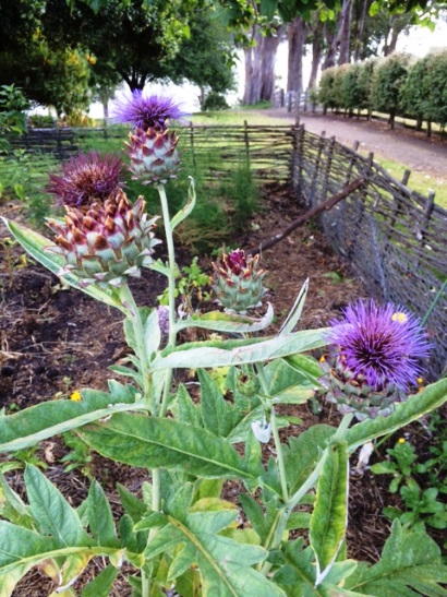 Artichokes in the kitchen garden, Commandant’s cottage, Port Arthur