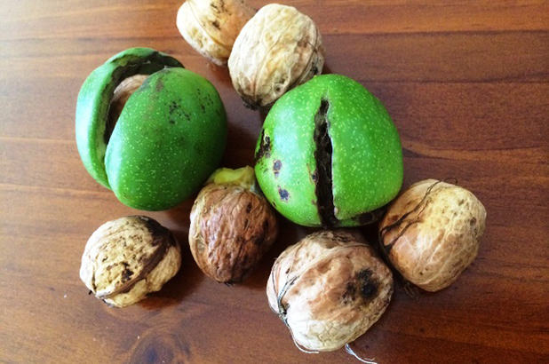 Walnuts, two still inside their green husk.