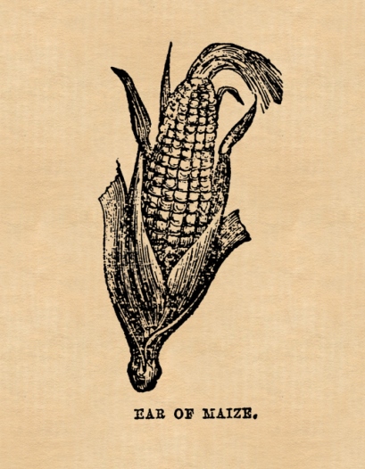 Cob of corn or maize