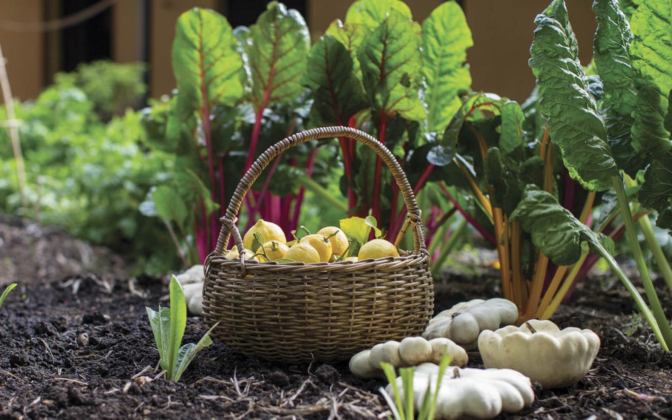 A bounty of autumnal veg in a rustic basket