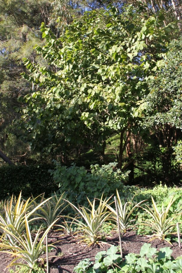 Photograph of a tree with a row of pineapples in the foreground