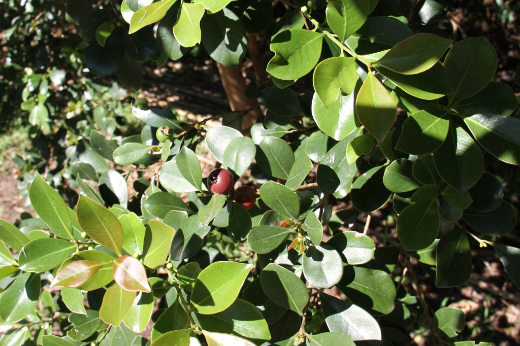 Photograph of cherry guavas on the tree