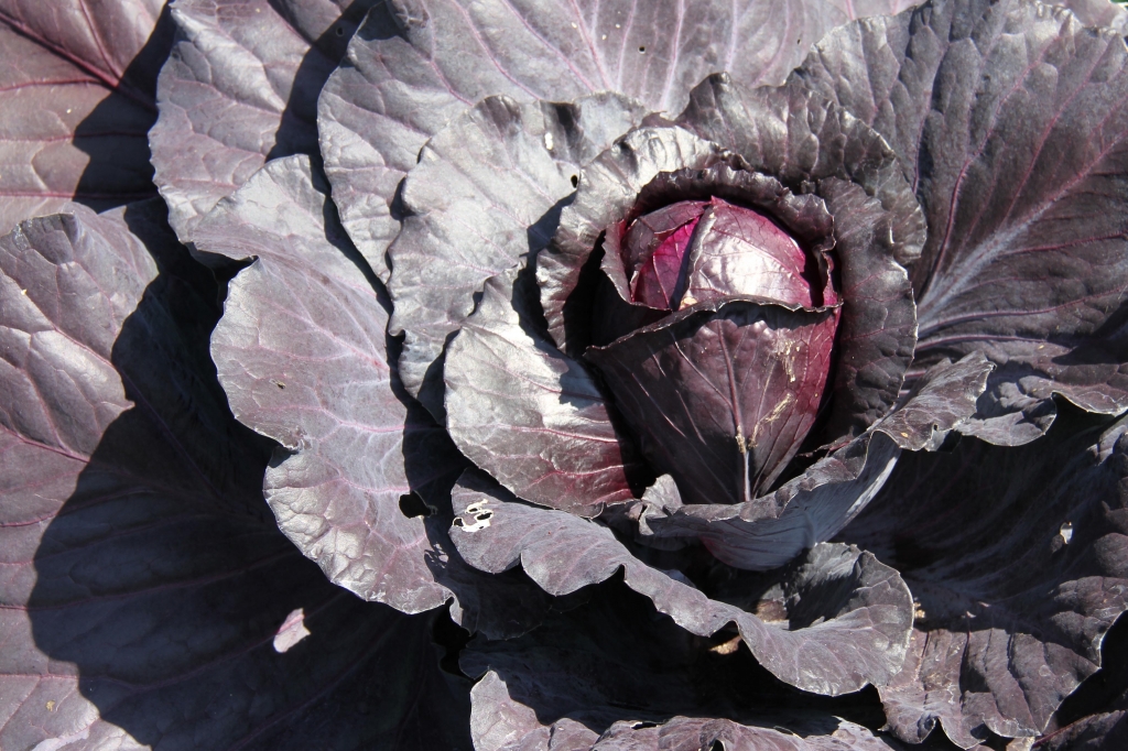 Close up of a purple cabbage