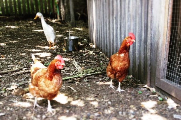 Happy hens make happy eggs - Ping (Indian runner) and the girls at Vaucluse House. Photo Latoya Schadel © Sydney Living Museums