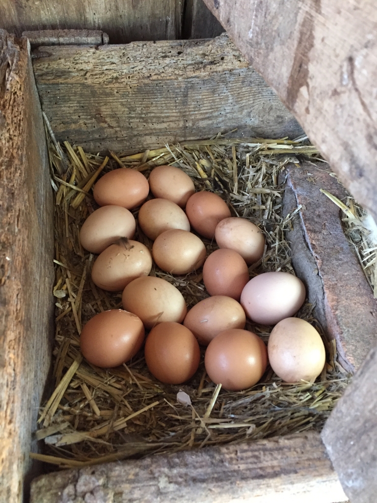 Bernice's egg stash at Rouse Hill. Photo © Scott Hil for Sydney Living Museums