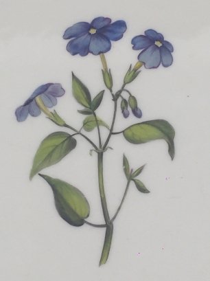 'Tall browalia'. Flower study from a dessert plate in a Flight Barr & Barr c1820-25 dessert service. Sydney Living Museums, Caroline Simpson collection