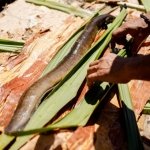 Eel festival at Elizabeth Farm